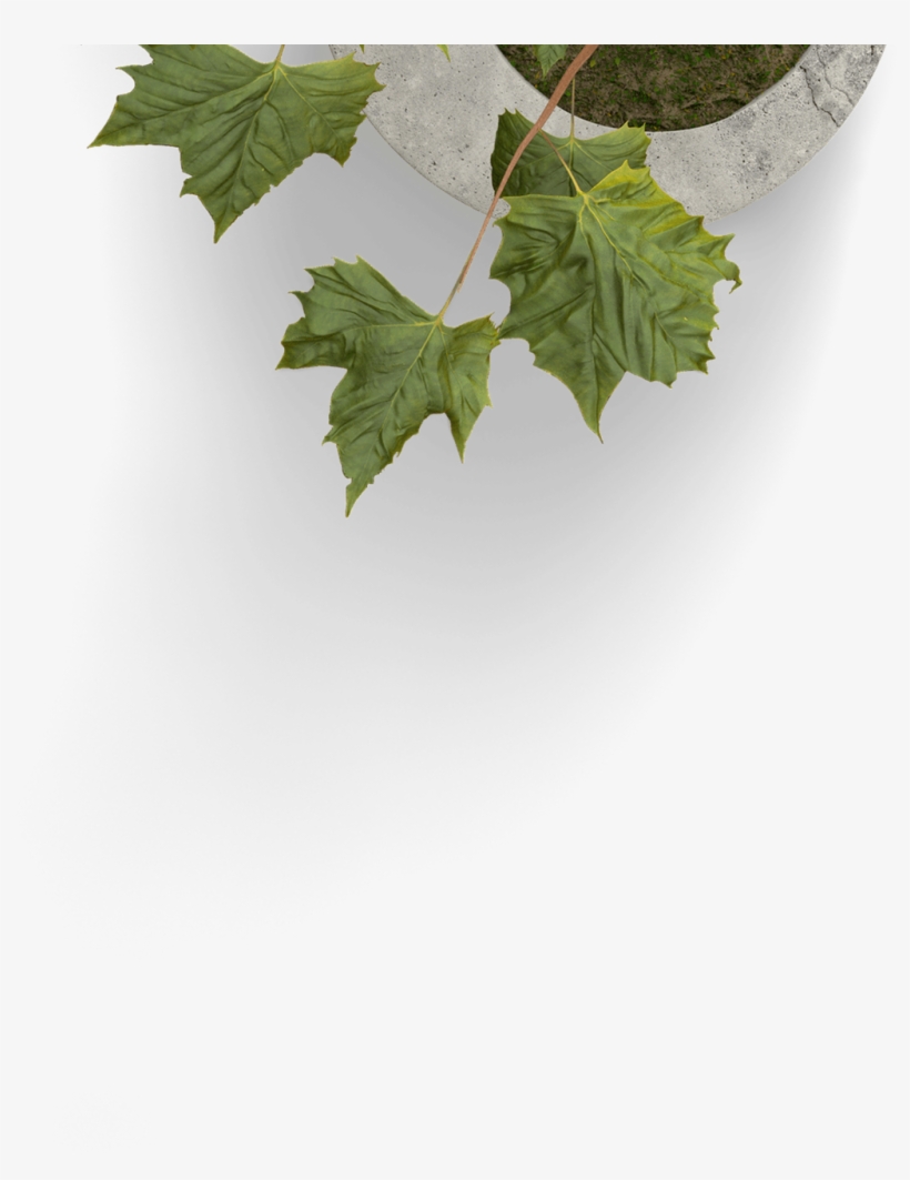 Home Improvement Potted Plant Leaves Transparent - Adventure Wedding Invitations, transparent png download