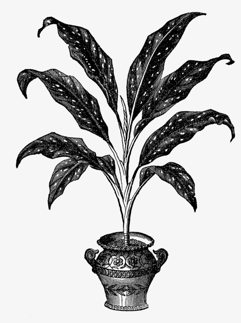 Potted Plant Image - Graphics, transparent png download