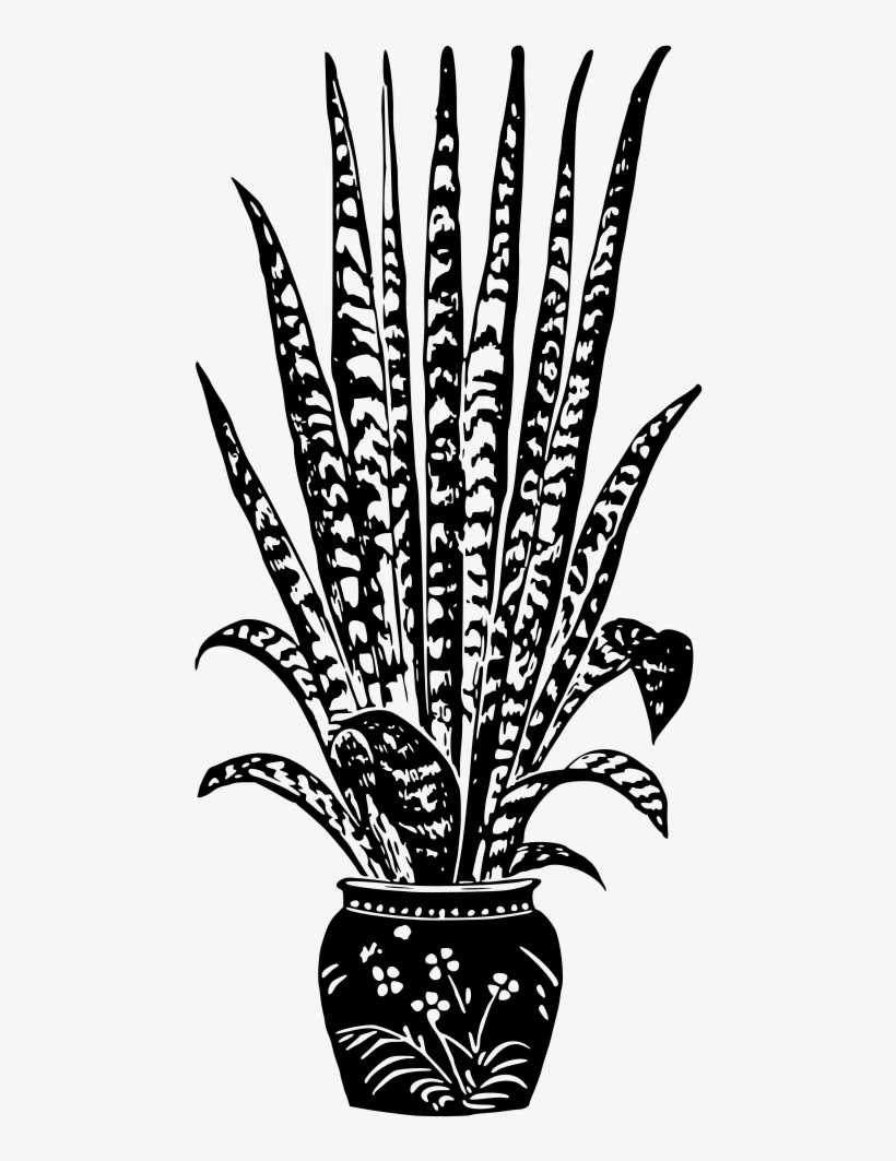 Potted Plant - House Plant Png Black And White, transparent png download