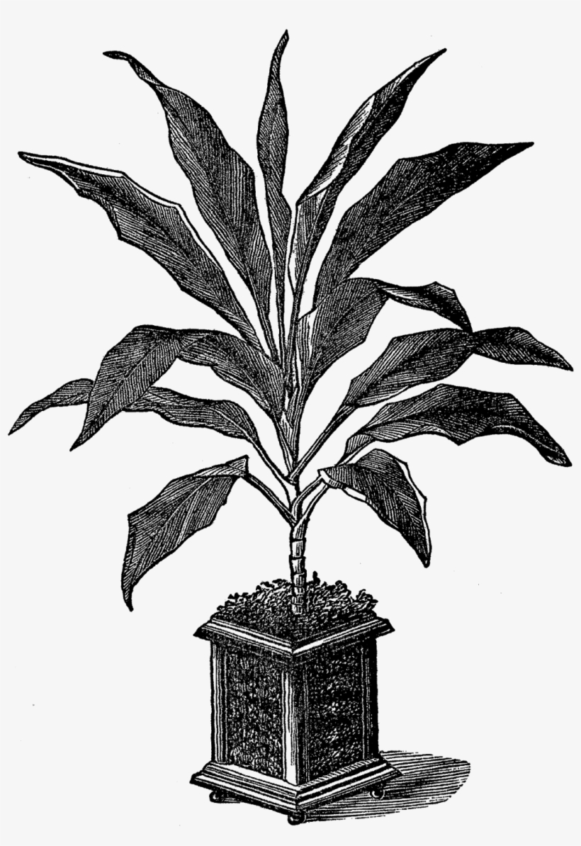 Digital Potted Plant Downloads - Plants, transparent png download