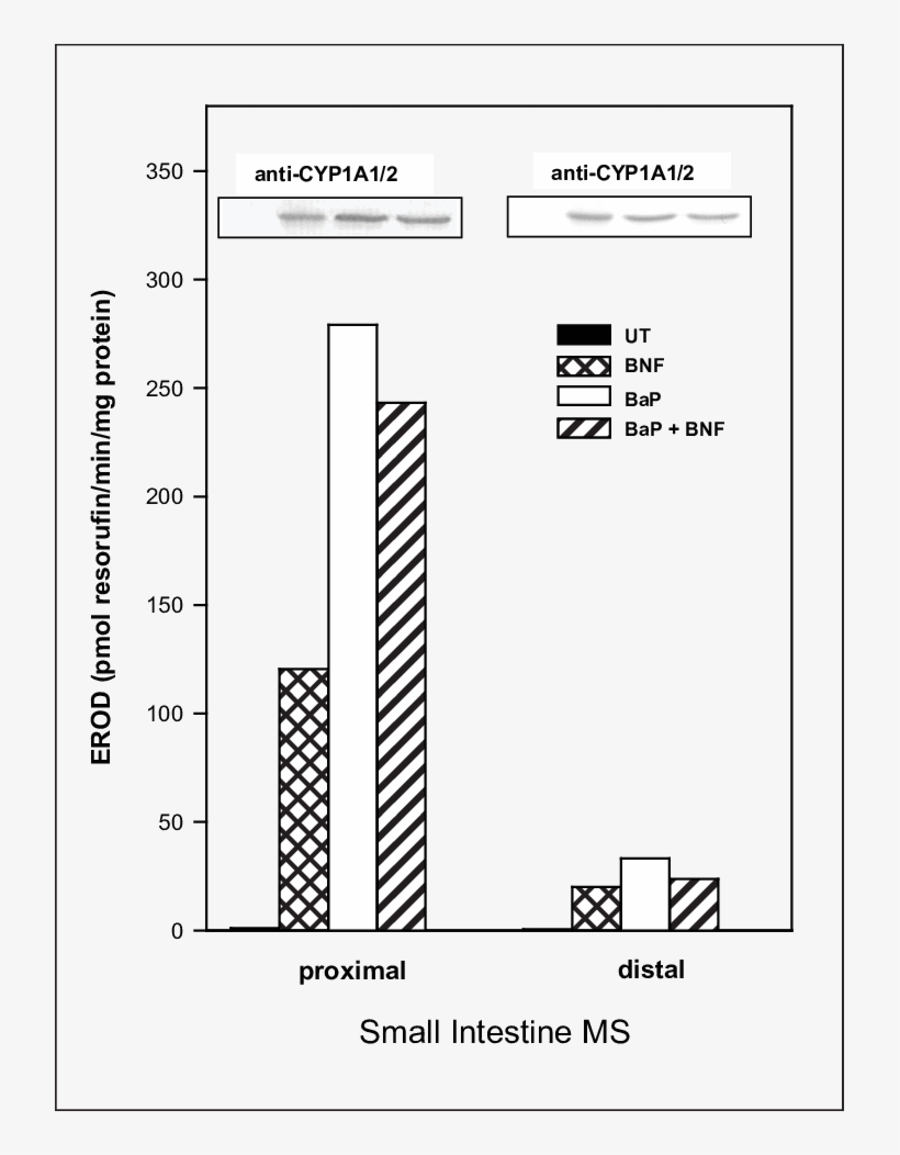 The Effect Of Bnf, Bap And Both These Compounds On - Diagram, transparent png download