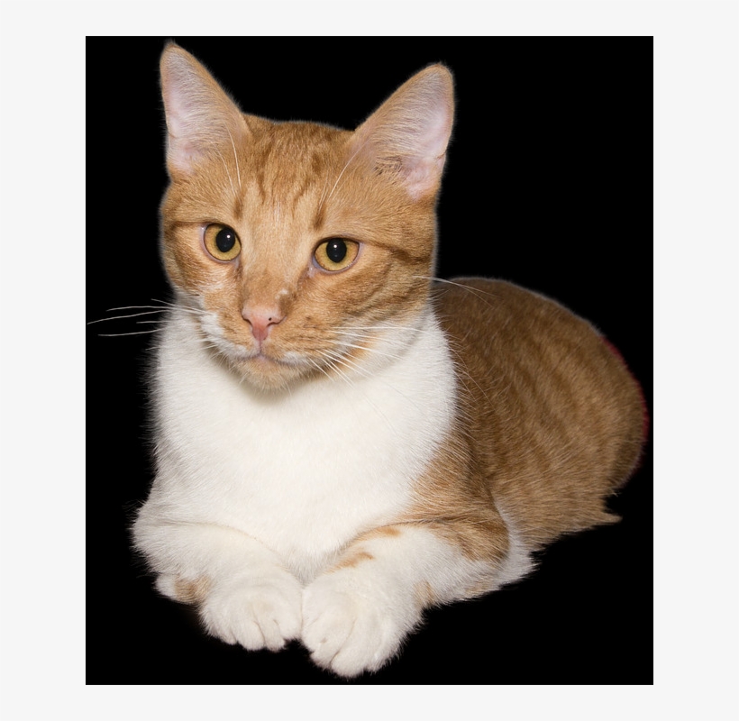 Png Images - Cat, transparent png download