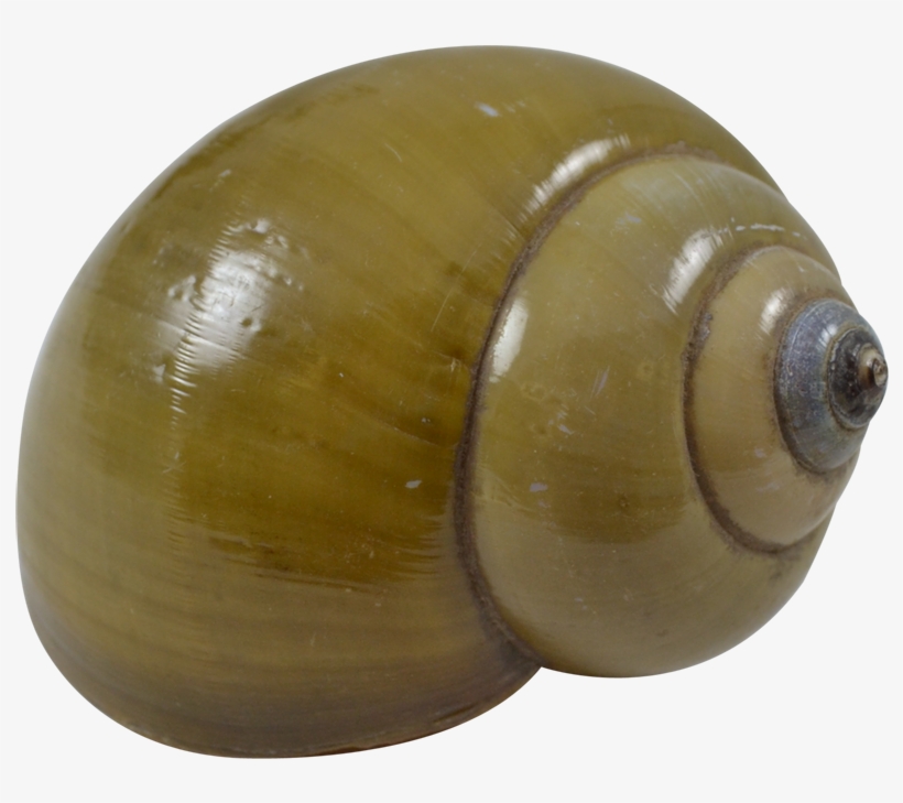 Green Land Snail Shell 2.5-2.75", transparent png download