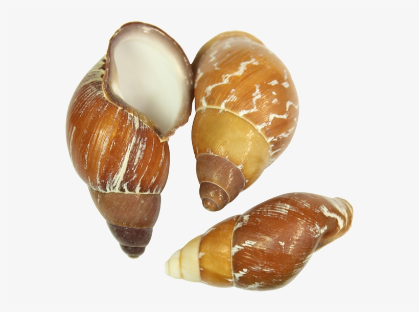 Land Snail Shell - Land Snail, transparent png download