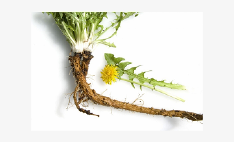 Dandelion Transparent Root Banner Transparent Library - Bild Löwenzahn Mit Wurzel, transparent png download