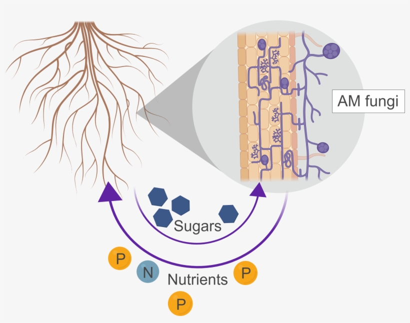 Fungi Associate With Plant Roots, Forming A Symbiotic - Soil, transparent png download