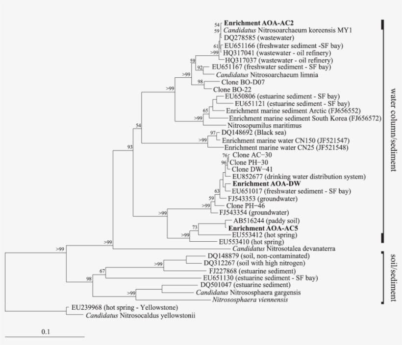 Neighbor-joining Phylogenetic Tree Of The Aoa In Enrichment - San Francisco, transparent png download