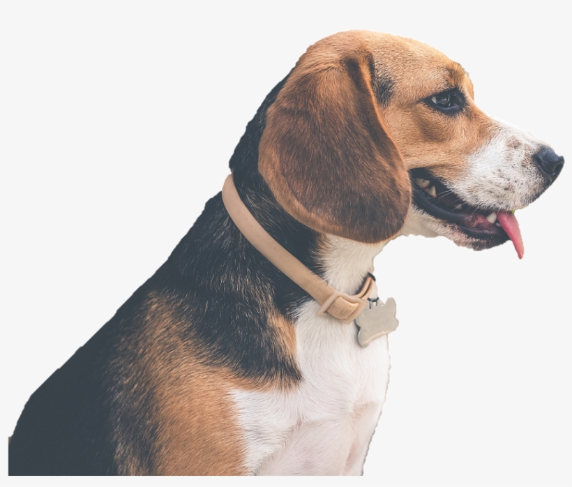 Id Tags - Pet Studio, transparent png download