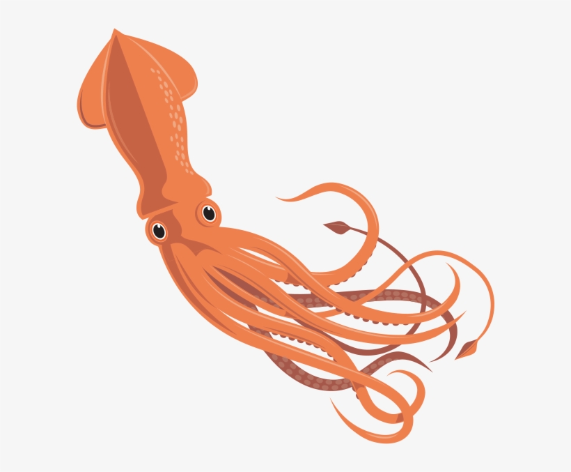 Squid - Moluscos Con Concha Interna, transparent png download