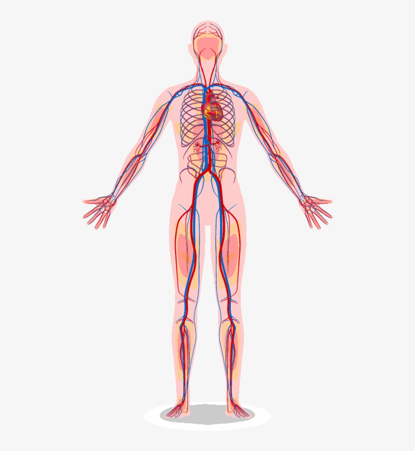 The Vascular System Contains Vessels That Transmit, transparent png download