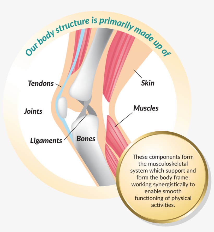 Best Joint Supplement Singapore - Dietary Supplement, transparent png download