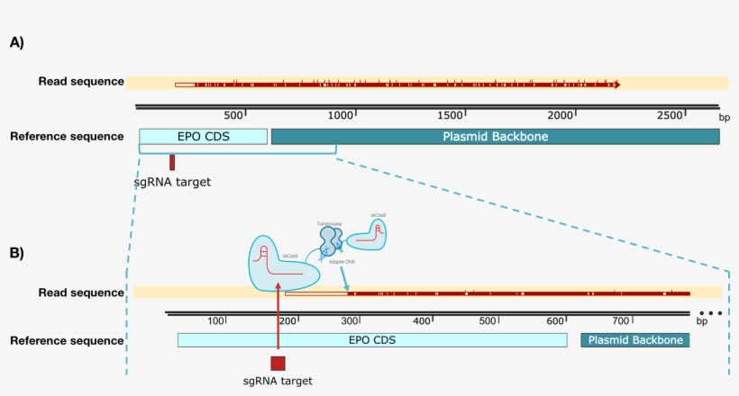 Picture Of Timeline Of The Relevance Of Gene Doping - Diagram, transparent png download
