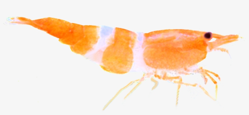 Logo Base Pastel - Insect, transparent png download