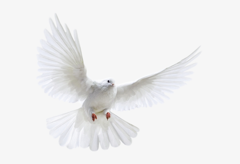 White Flying Pigeon Png Image, Download Png Image With - Forty Days Of Fasting & Prayer [book], transparent png download