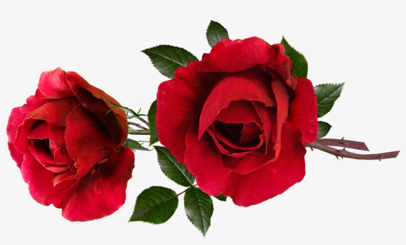 Roses, Red, Perfume, Romantic, Flowers, Garden Nature - Nosegay, transparent png download