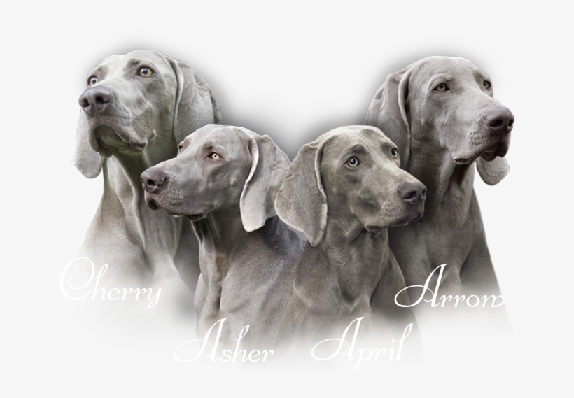 Our Weimaraners - Pointing Dog, transparent png download