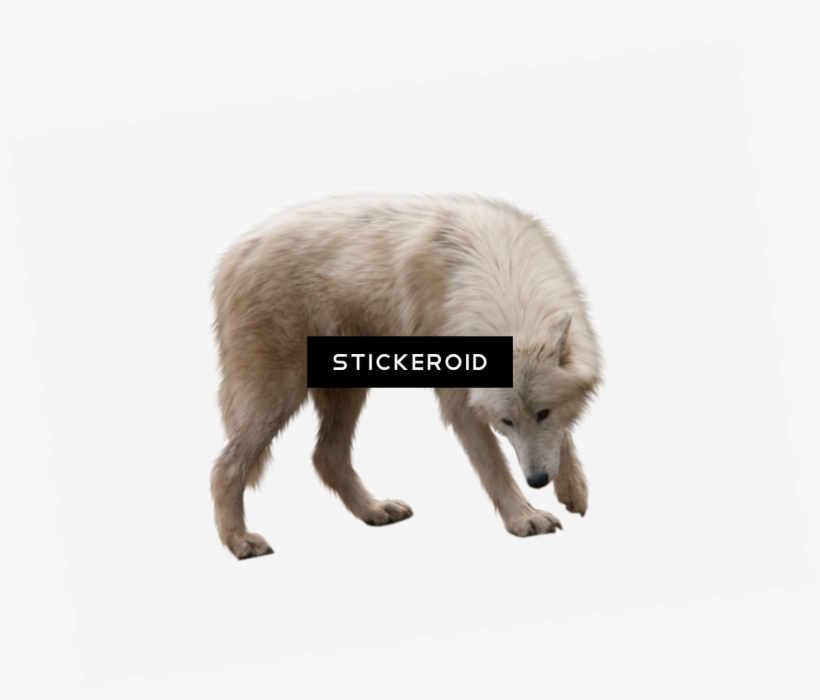 Wolf - Portable Network Graphics, transparent png download