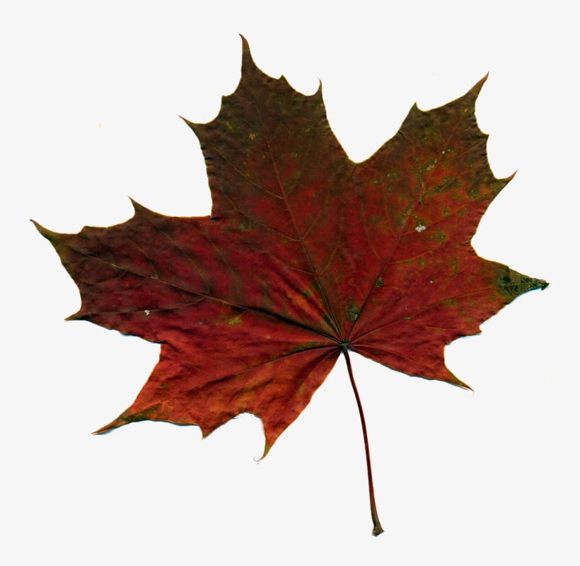 Feuille, Feuille Du0027automne, Feuilles Rouges, Nature - Autumn Sheet Png, transparent png download