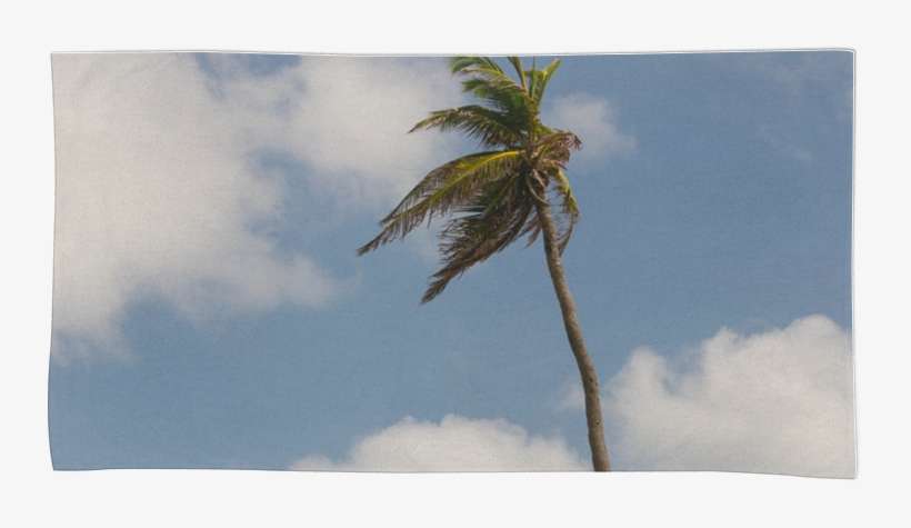 Toalha Palmeira De Julia Barbosana - Attalea Speciosa, transparent png download