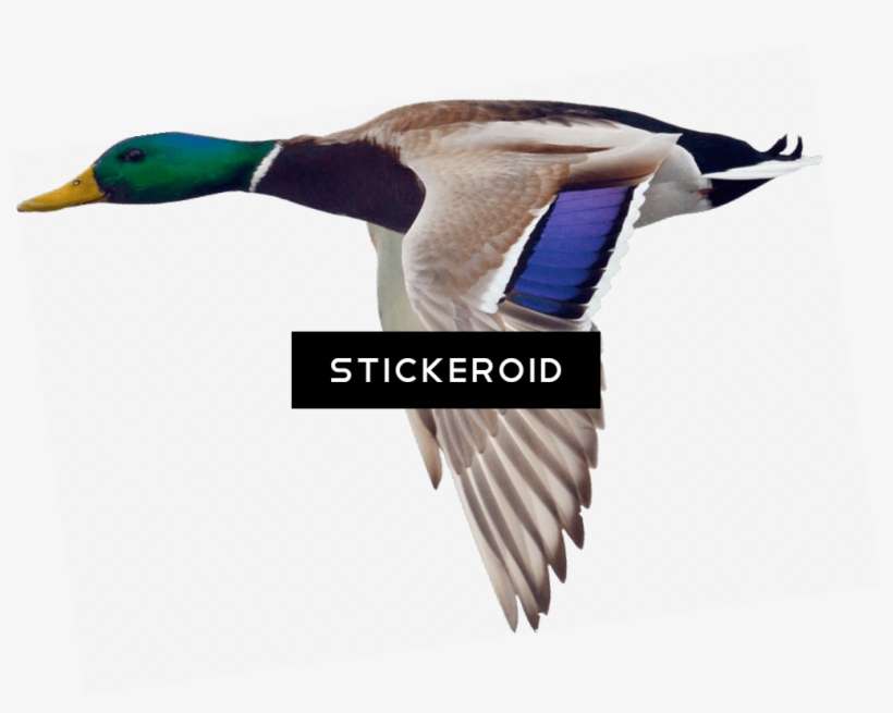 Mallard Hd Birds - Mallard, transparent png download