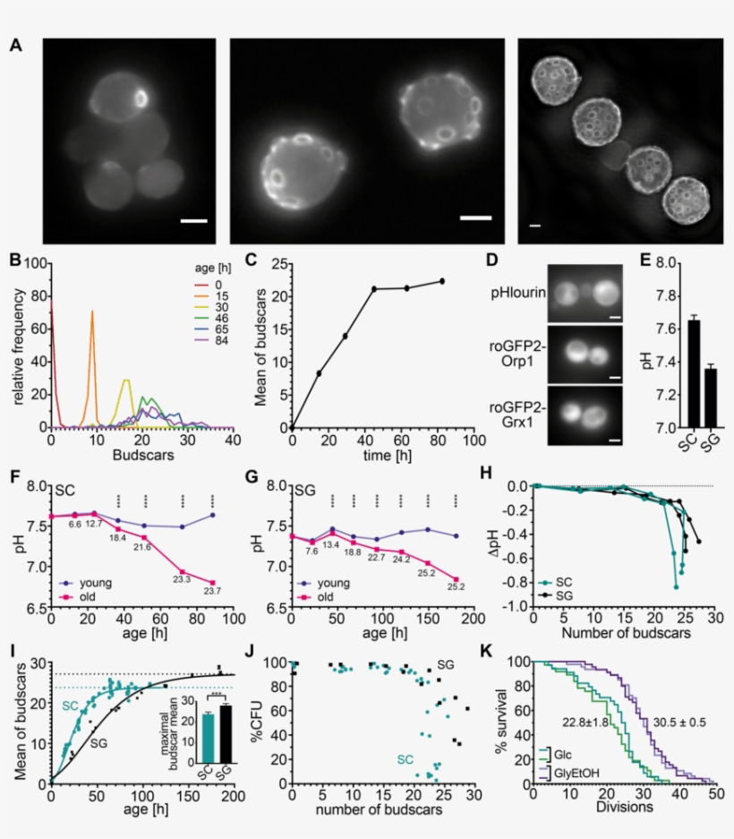 The Cytosolic Ph Decreases In Aging Yeast Cells - Cell, transparent png download
