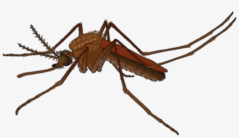 I Tried E-bug Repellent And It Came Back To Bite Me - Mosquito Png, transparent png download