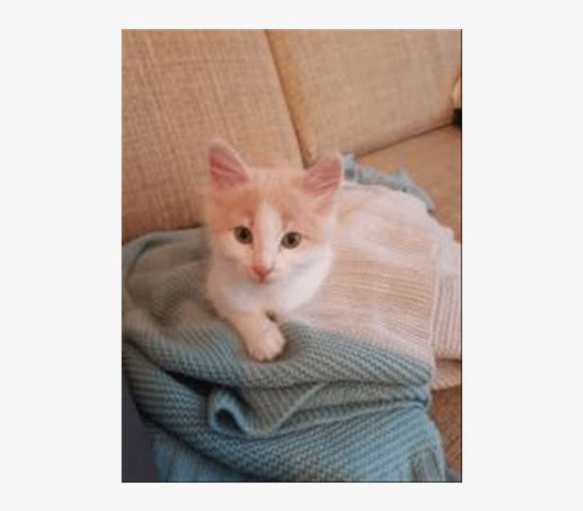 Photo Of Dorito - Khao Manee, transparent png download