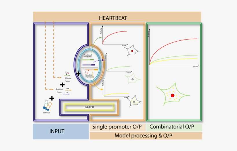 Interaction Of The Four Layers Or Our Heartbeat Fuzzy - Diagram, transparent png download
