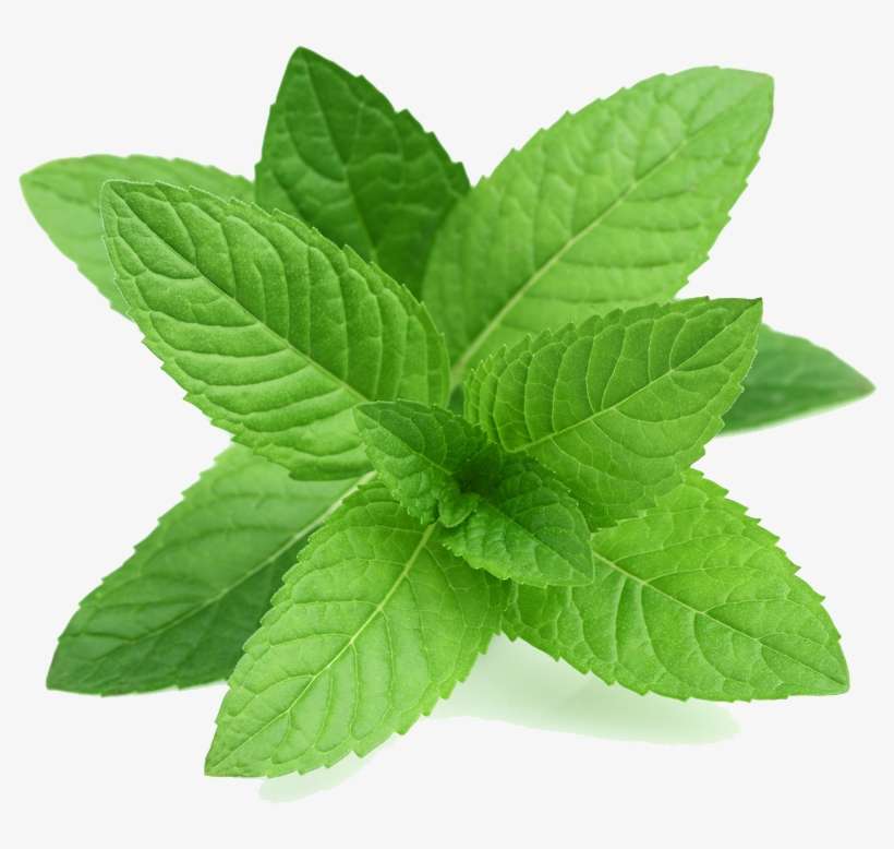 Mint Png Transparent Picture - Perennial Herb Mint Seeds, transparent png download