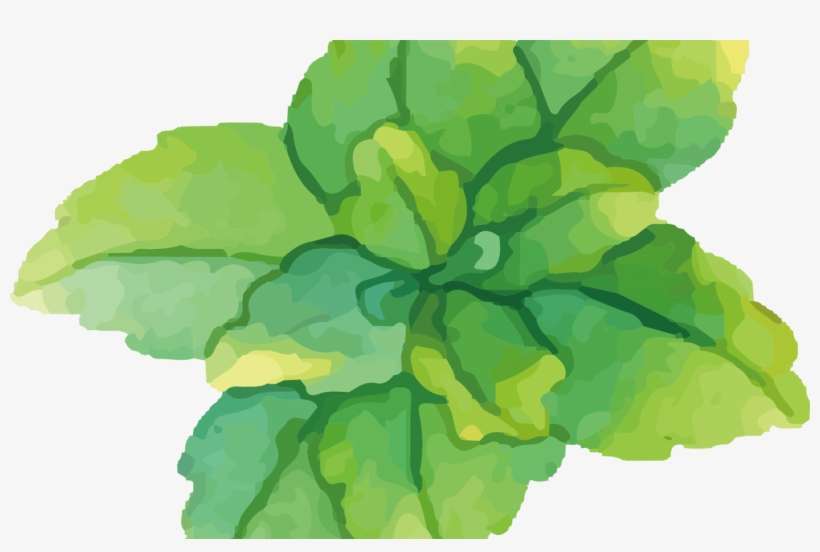 Watercolor Painting Green Mint Water Painted Green - Water Paint Mint, transparent png download