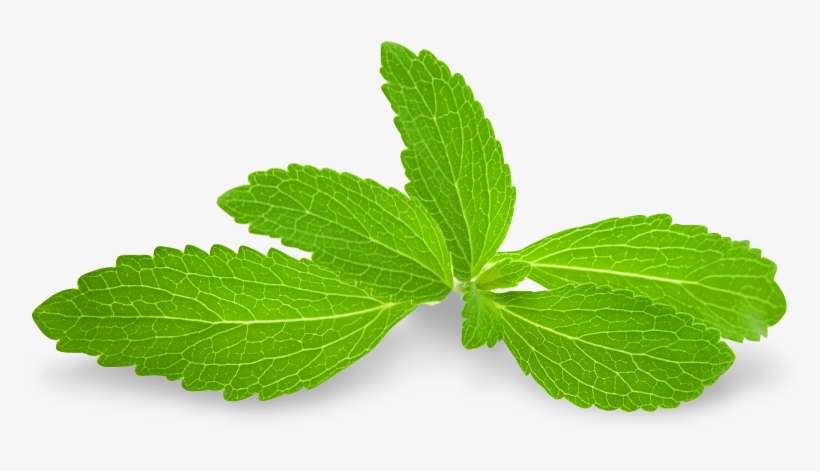 Stevia Leaf Transparent, transparent png download