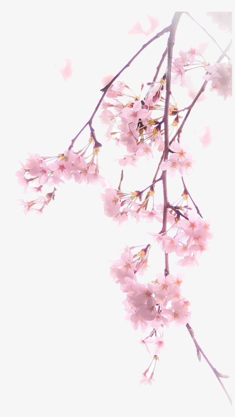 Download Illustration A Transprent - Pink Cherry Blossom Png, transparent png download