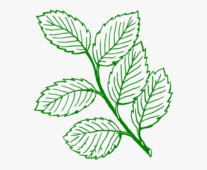 How To Set Use Green Outlined Mint Leaves Clipart, transparent png download