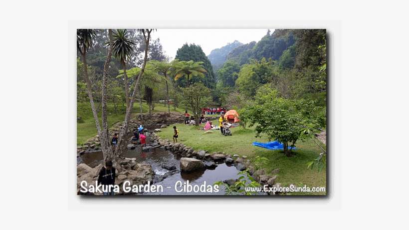 A Picnic At Sakura Garden - Cibodas Botanical Garden, transparent png download