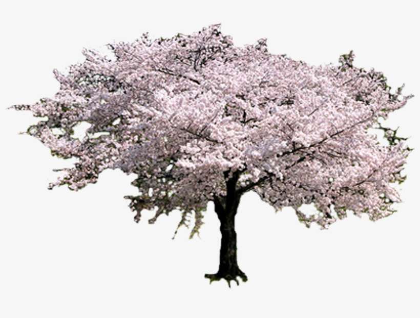 Sakura Tree, transparent png download