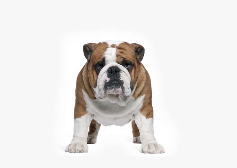 Dog Transparent Bulldog - Bulldog Front, transparent png download
