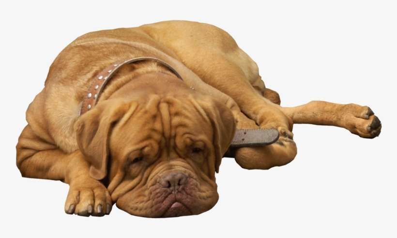 English Bulldog Png Clip Art - Png Bull Dog, transparent png download