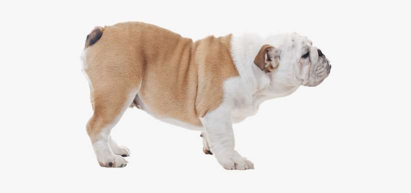 Appearance Of Bulldog - Australian Bulldog, transparent png download