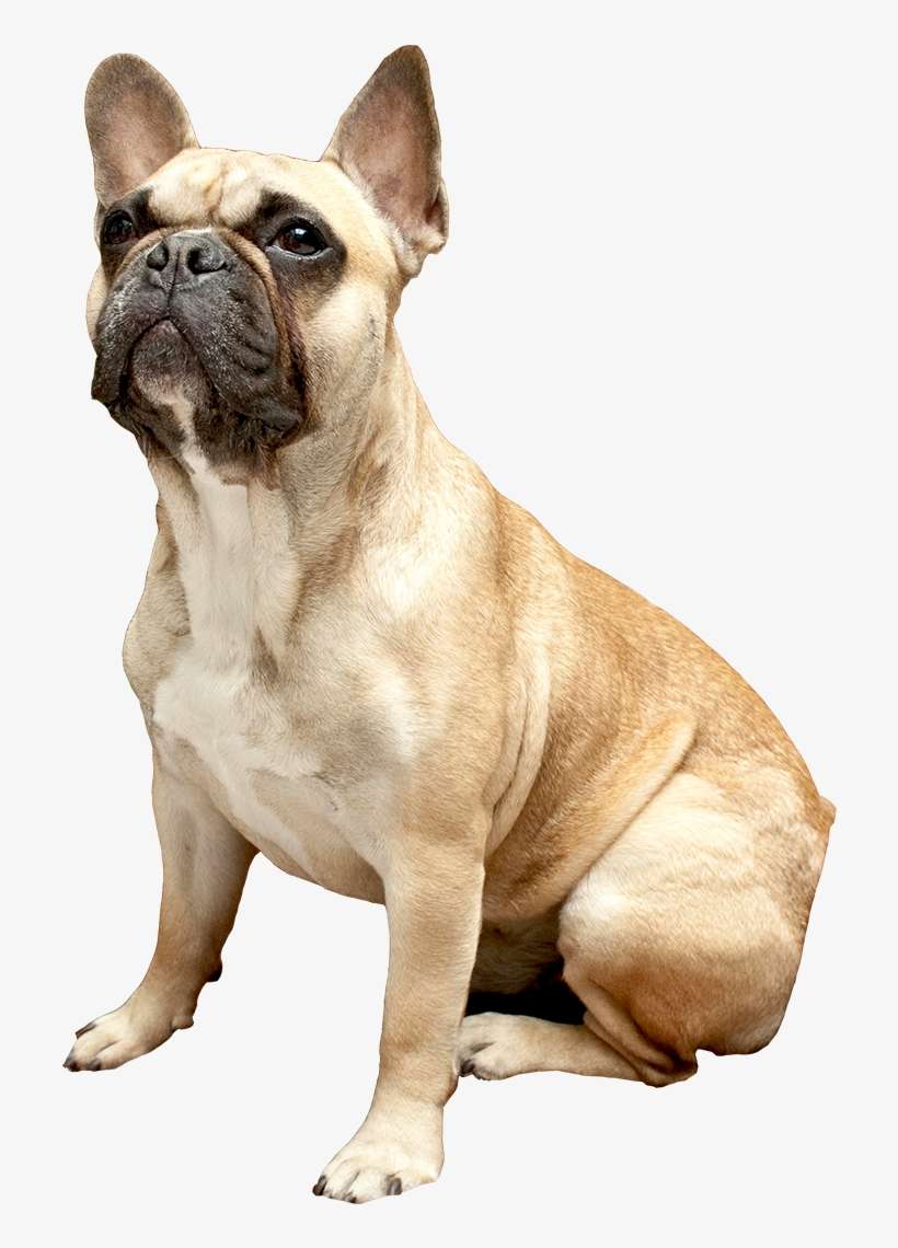 Cachorros Bulldog Francés México - Bulldog Francés Mascara Negra, transparent png download