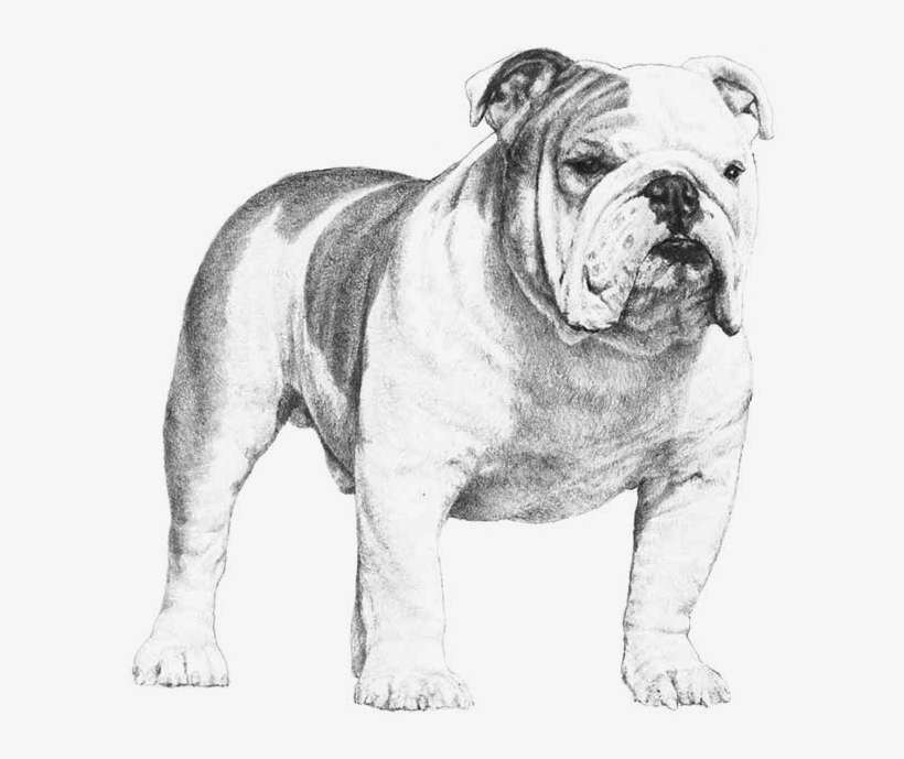 Bulldog - Bulldog Akc, transparent png download