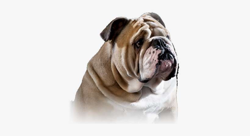Home-1 - Old Bulldogs, transparent png download