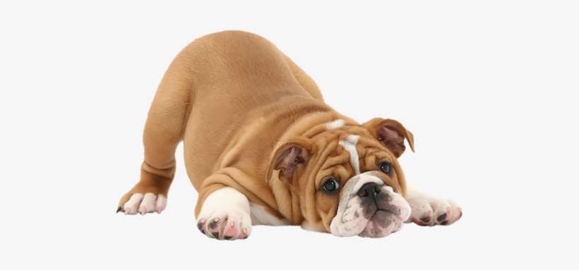 Puppy Breeds, English Bulldogs, Dog Lovers, Dogs And - Realistic Bulldog Puppy Dog In Playful Pose Shaped, transparent png download