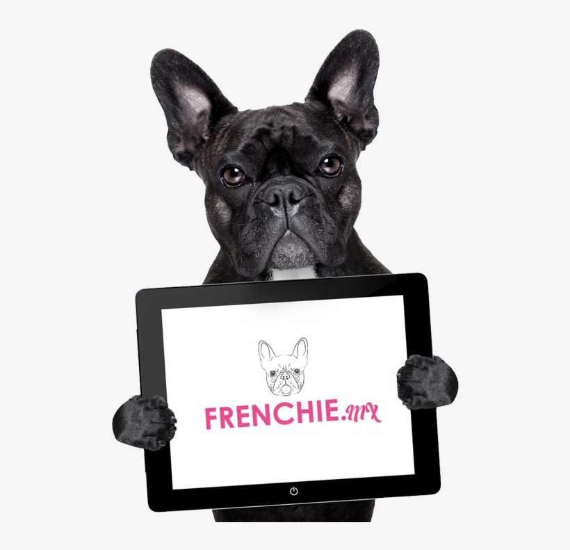 Venta De Bulldog Frances Exóticos En México - Frenchie Bulldog Funny Quote, transparent png download