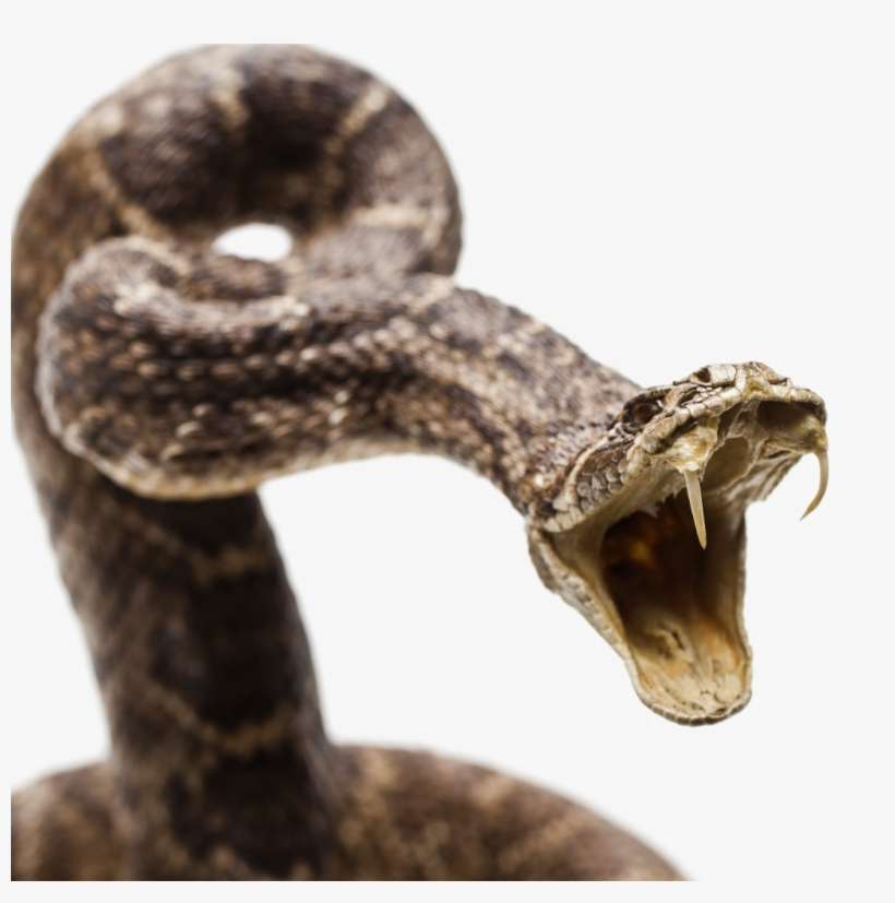 Diamondback Snake Png Image Background - Sink Your Teeth Into Reptiles [book], transparent png download