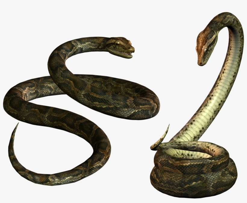 Free Icons Png - Snake Png, transparent png download