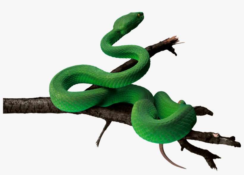 Clipart Free Stock Green Education Esl Props Pinterest - Green Snake Png, transparent png download