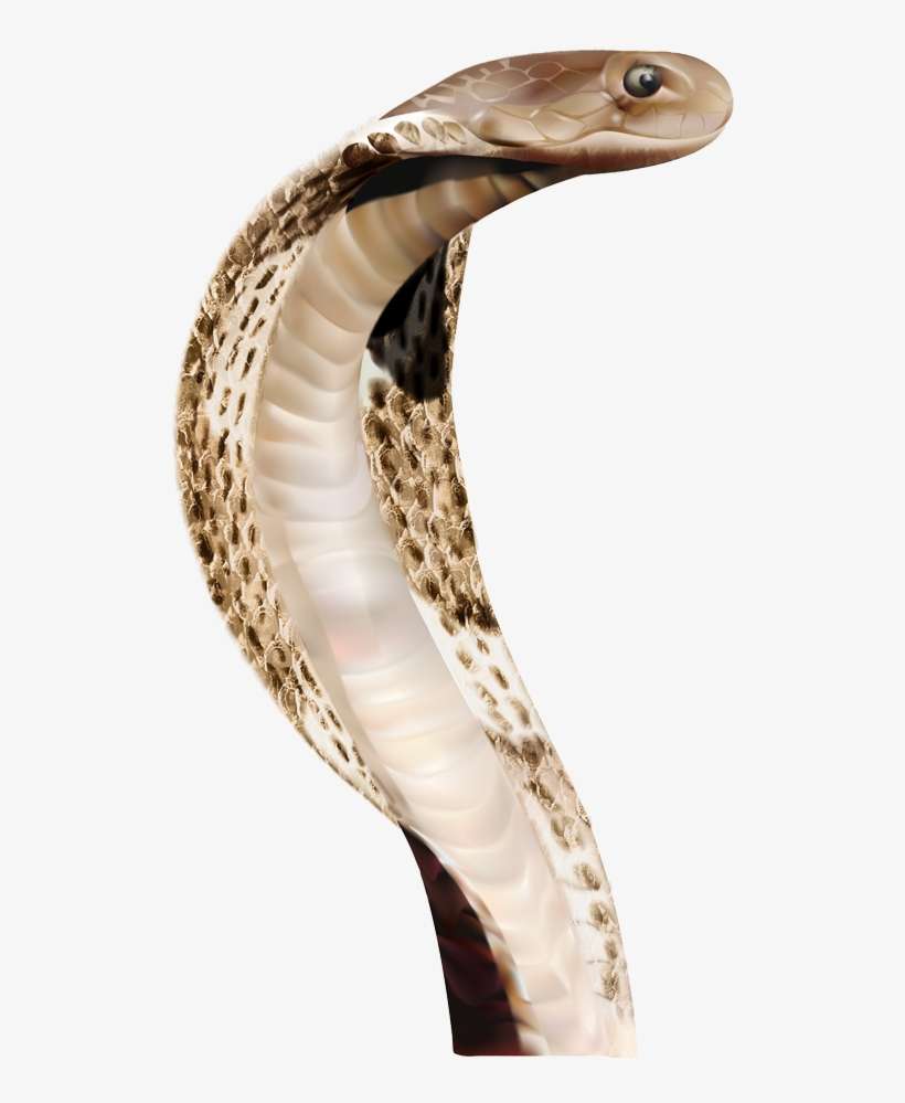 Snake Png Image Picture Download Free - Anaconda Png, transparent png download