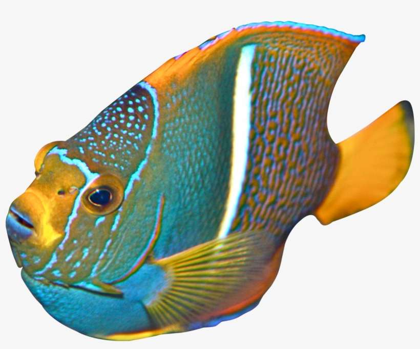 Angelfish Png Transparent Image - Angelfish Png, transparent png download