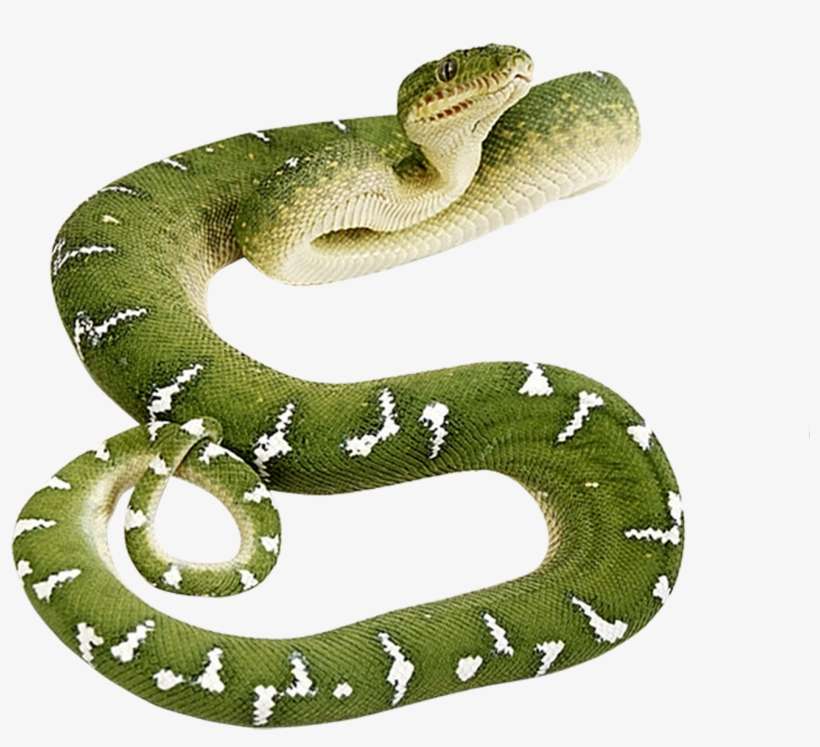 Green Snake Png - Green Snake Transparent Background, transparent png download