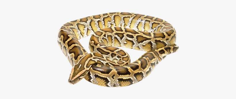 Snake Png Transparent Image - Snake Png, transparent png download